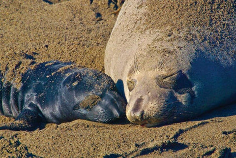 Elephant Seals II White Modern Wood Framed Art Print with Double Matting by Peterson, Lee