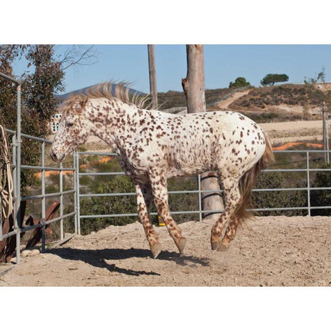 Happy Horse I Gold Ornate Wood Framed Art Print with Double Matting by Peterson, Lee