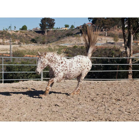 Happy Horse II Gold Ornate Wood Framed Art Print with Double Matting by Peterson, Lee