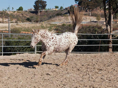 Happy Horse II White Modern Wood Framed Art Print with Double Matting by Peterson, Lee