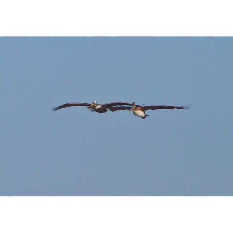 Pelicans in Flight I Gold Ornate Wood Framed Art Print with Double Matting by Peterson, Lee