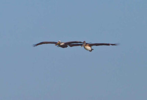 Pelicans in Flight I White Modern Wood Framed Art Print with Double Matting by Peterson, Lee