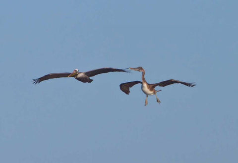 Pelicans in Flight II White Modern Wood Framed Art Print with Double Matting by Peterson, Lee