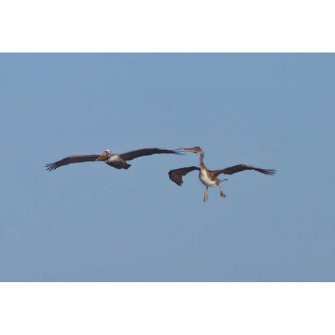 Pelicans in Flight II Black Modern Wood Framed Art Print with Double Matting by Peterson, Lee