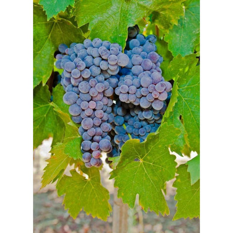 Cougar Winery Grapes I Black Modern Wood Framed Art Print with Double Matting by Peterson, Lee