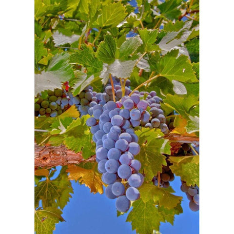 Cougar Winery Grapes II Gold Ornate Wood Framed Art Print with Double Matting by Peterson, Lee