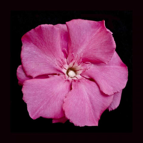 Pink Flower White Modern Wood Framed Art Print by Peterson, Lee