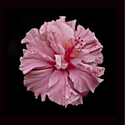 Pink Hibiscus Black Modern Wood Framed Art Print with Double Matting by Peterson, Lee