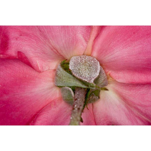 Rose Up Close I Black Modern Wood Framed Art Print with Double Matting by Peterson, Lee