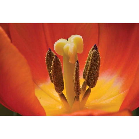 Tulip Up Close I Black Modern Wood Framed Art Print with Double Matting by Peterson, Lee