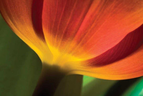 Tulip Up Close II White Modern Wood Framed Art Print with Double Matting by Peterson, Lee