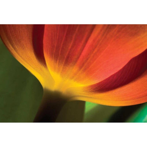 Tulip Up Close II White Modern Wood Framed Art Print by Peterson, Lee