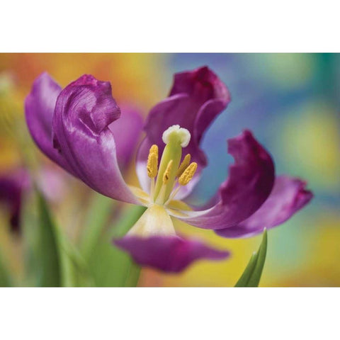 Purple Tulip I Gold Ornate Wood Framed Art Print with Double Matting by Peterson, Lee