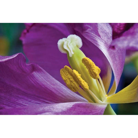 Purple Tulip II White Modern Wood Framed Art Print by Peterson, Lee