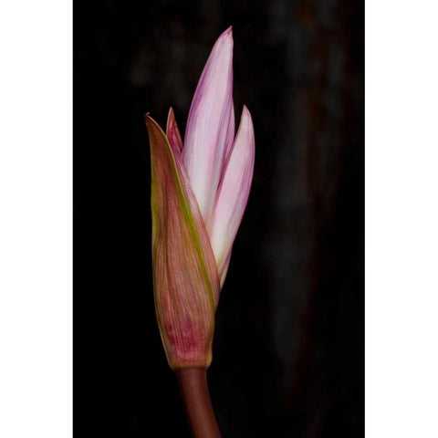 Pink Bloom White Modern Wood Framed Art Print by Peterson, Lee