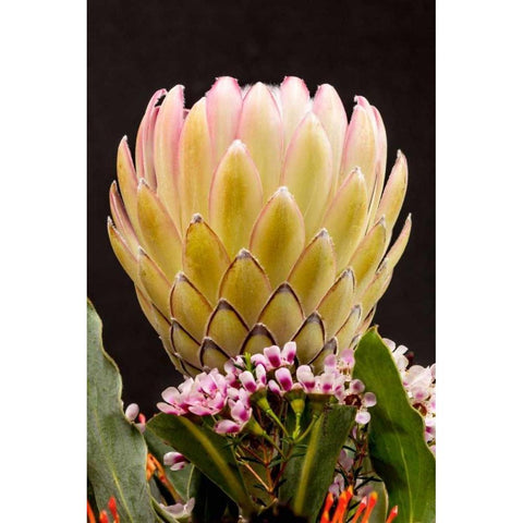 Protea Artistata White Modern Wood Framed Art Print by Peterson, Lee