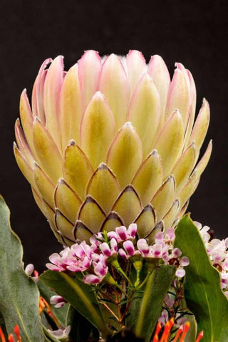 Protea Artistata White Modern Wood Framed Art Print with Double Matting by Peterson, Lee