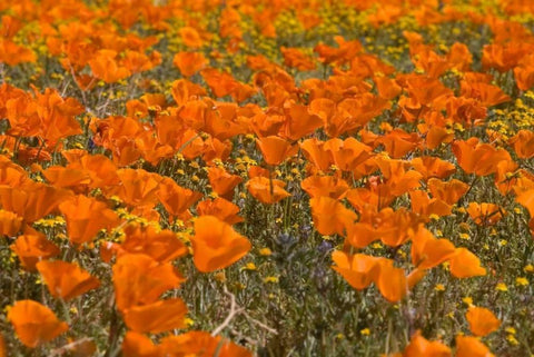 California Poppies I White Modern Wood Framed Art Print with Double Matting by Peterson, Lee