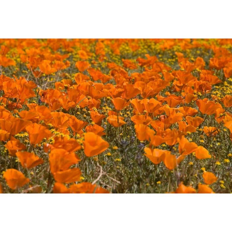 California Poppies I White Modern Wood Framed Art Print by Peterson, Lee