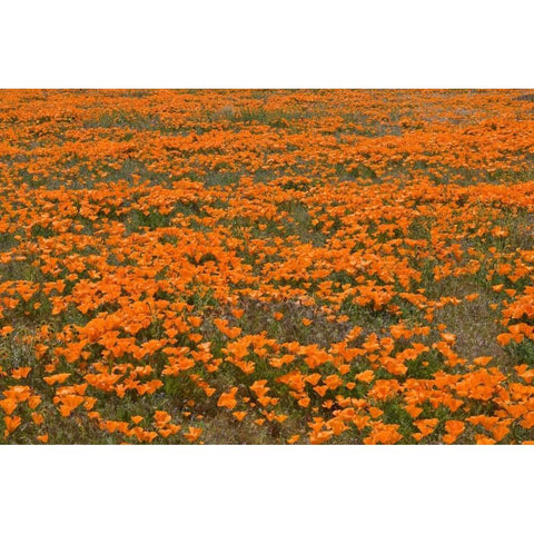 California Poppies II Gold Ornate Wood Framed Art Print with Double Matting by Peterson, Lee