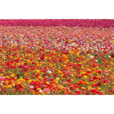 Ranunculus Field White Modern Wood Framed Art Print by Peterson, Lee