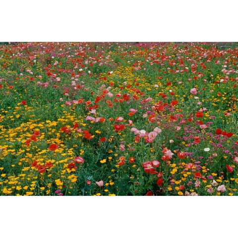 Wildflower Field Black Modern Wood Framed Art Print with Double Matting by Peterson, Lee