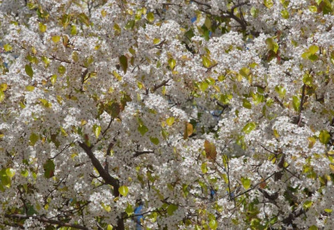 Tree Blossoms I White Modern Wood Framed Art Print with Double Matting by Peterson, Lee