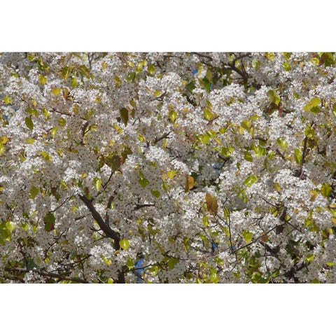 Tree Blossoms I White Modern Wood Framed Art Print by Peterson, Lee