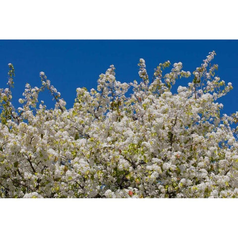 Tree Blossoms II White Modern Wood Framed Art Print by Peterson, Lee