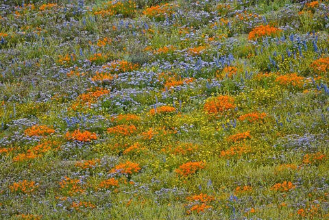 Wildflower Hills I White Modern Wood Framed Art Print with Double Matting by Peterson, Lee