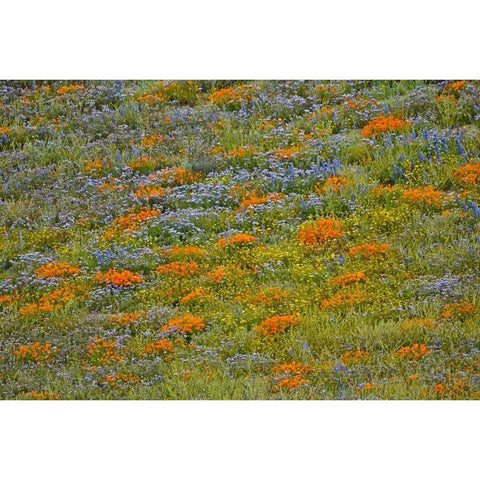 Wildflower Hills I White Modern Wood Framed Art Print by Peterson, Lee