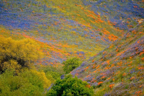 Wildflower Hills II White Modern Wood Framed Art Print with Double Matting by Peterson, Lee