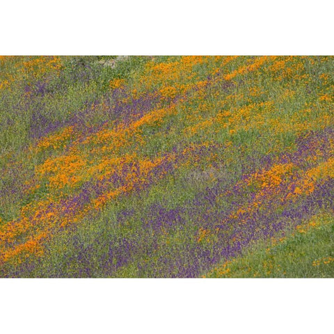 Wildflower Hills III Black Modern Wood Framed Art Print with Double Matting by Peterson, Lee