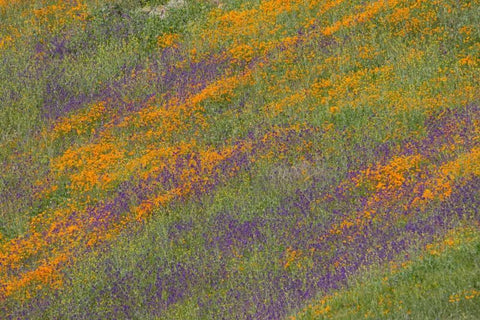 Wildflower Hills III Black Ornate Wood Framed Art Print with Double Matting by Peterson, Lee