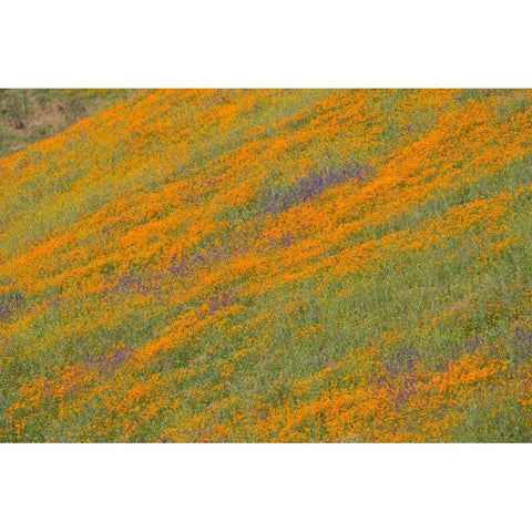 Wildflower Hills IV Black Modern Wood Framed Art Print with Double Matting by Peterson, Lee