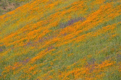 Wildflower Hills IV Black Ornate Wood Framed Art Print with Double Matting by Peterson, Lee