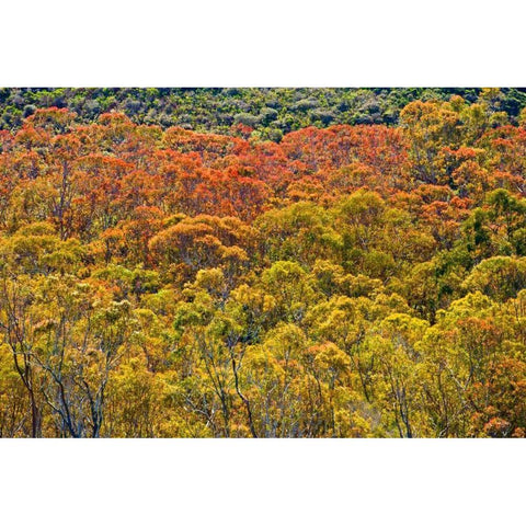 Colorful Trees Black Modern Wood Framed Art Print with Double Matting by Peterson, Lee