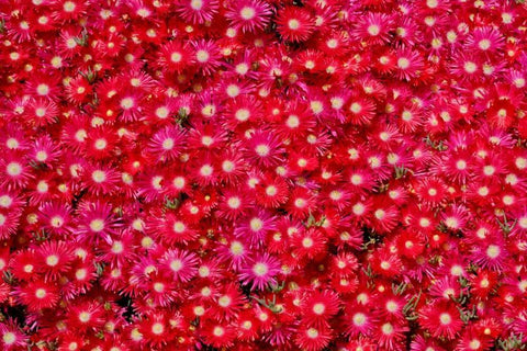 Red Ice Flowers White Modern Wood Framed Art Print with Double Matting by Peterson, Lee