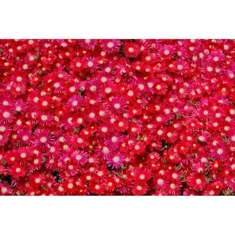 Red Ice Flowers Black Modern Wood Framed Art Print by Peterson, Lee