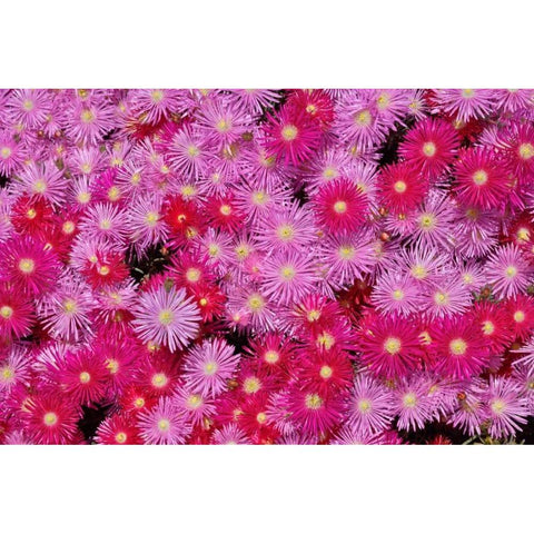 Pink Ice Flowers Black Modern Wood Framed Art Print with Double Matting by Peterson, Lee