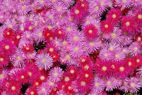 Pink Ice Flowers White Modern Wood Framed Art Print with Double Matting by Peterson, Lee