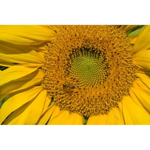 Sunflower II Gold Ornate Wood Framed Art Print with Double Matting by Peterson, Lee