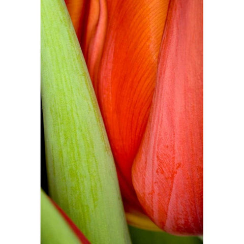 Tulip Detail I Gold Ornate Wood Framed Art Print with Double Matting by Peterson, Lee