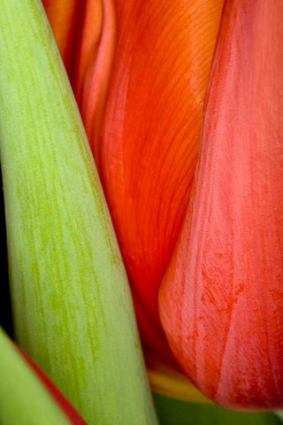 Tulip Detail I White Modern Wood Framed Art Print with Double Matting by Peterson, Lee