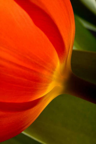 Tulip Detail II White Modern Wood Framed Art Print with Double Matting by Peterson, Lee