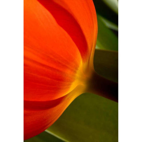 Tulip Detail II Black Modern Wood Framed Art Print with Double Matting by Peterson, Lee