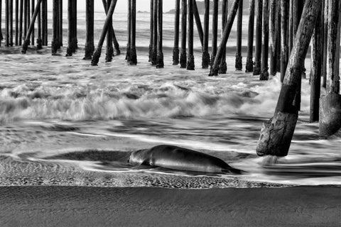 San Simeon Pier BW White Modern Wood Framed Art Print with Double Matting by Peterson, Lee