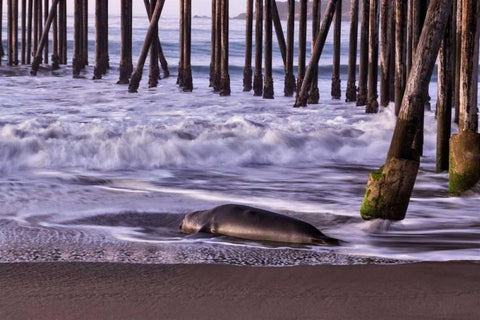 San Simeon Pier I White Modern Wood Framed Art Print with Double Matting by Peterson, Lee