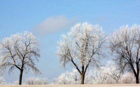 Frozen Fog I White Modern Wood Framed Art Print with Double Matting by Putman, Tammy