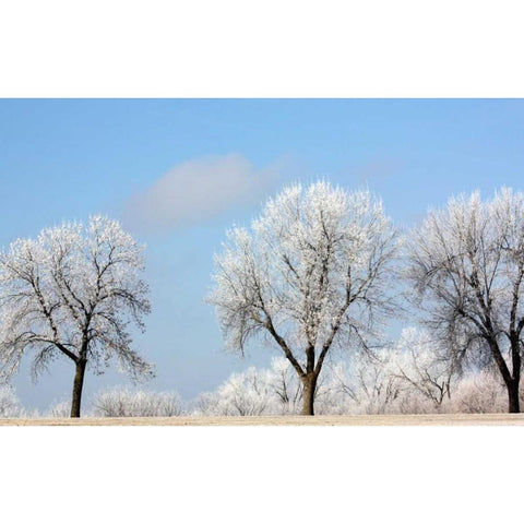 Frozen Fog I Gold Ornate Wood Framed Art Print with Double Matting by Putman, Tammy